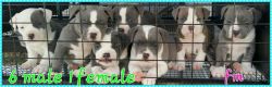 American bully blue nose