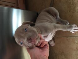 Bully puppies in California