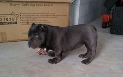 7 month American bully male for sale