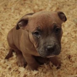 American Bully pups blue fawn