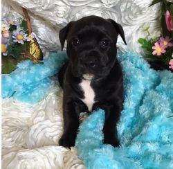 Awesome American Bully Puppies Available