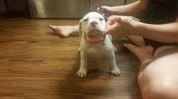 American bully puppies!