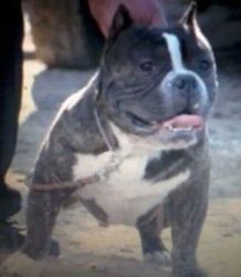 bully pup for sale
