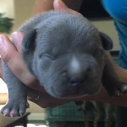 Blue Exotic Bully