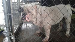 Americanbully For sale