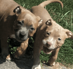 Ukc registered bully puppies