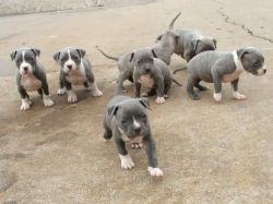 Blue Nose Pitbull puppies available