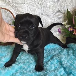 Cute lovely American bully puppy for sale