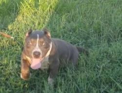 Male American Bully pup