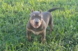 Male American Bully Pup