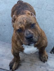 ABKC 4 MONTH OLD MALE BRINDLE BULLY PUP FOR SALE
