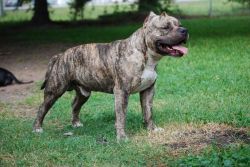 UKC Registered American Bully Puppies