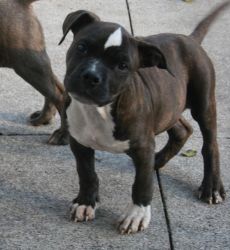 American Bully male pup for sale