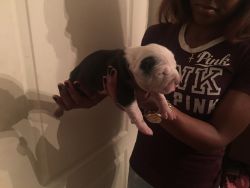 UKC REGISTERED BULLY PUPPIES