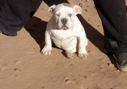 4 month Old Female Micro Exotic Bully
