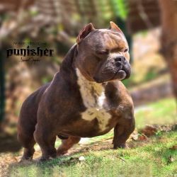 American bully for stud