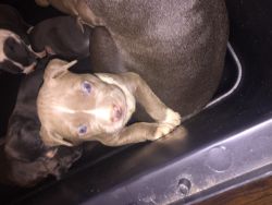 Blue Nose Puppies