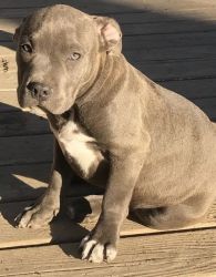 xvcv American Bully Puppies for Sale
