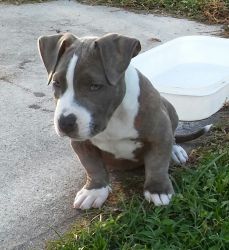 American Bully Quality Pups