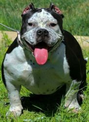 Exotic bully pup for sale