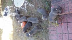 blue bully pit puppies