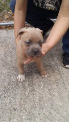 Bully pups for sale