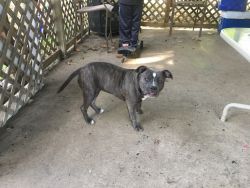 American Bully Female Pup ABKC Registered