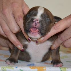 American Bully Pups for sale