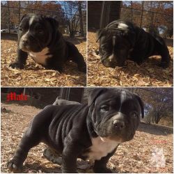 UKC Registered American Bully Pups
