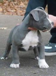 Male Bully FORSALE