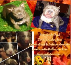 Exotic Micro Bully Puppies