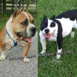 UKC Registered Pocket Bully Pups