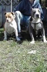 ukc registered bully puppies