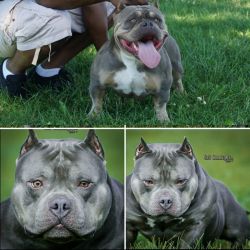 Blue Tri American Bully Pup ready to go now