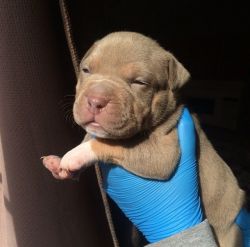 Tri Color/Carrier American Bully Puppies