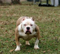 Super Exclusive Bully Pup for sale!