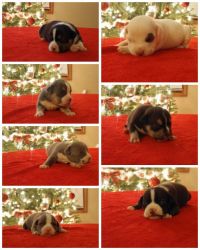 American bully pups for sale Grand champion blood line