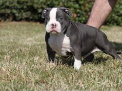 Quality American Bully Pups