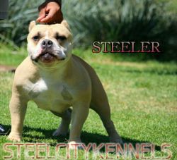 UKC AMERICAN BULLY DOUBLE CHAMPION BLOODLINE