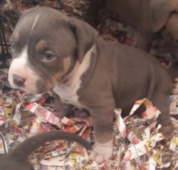 Tri Color Bully Pup