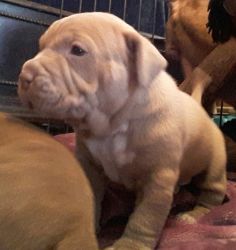 Bully Pups Available Feb 9 2017