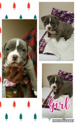 American bully puppies for sale