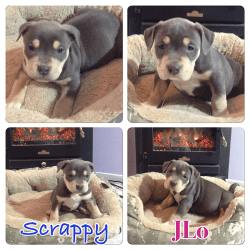 Tri color Bully pups