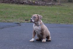 Xl Bully pups for sale
