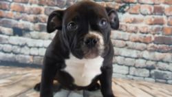 micro exotic puppy available