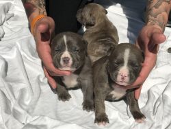ABKC American bully puppies