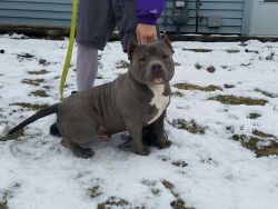American bully up for sale