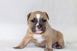 bully pups now selling