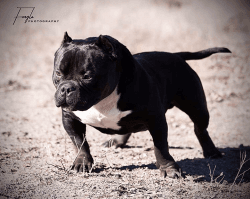 American bully/ extreme pocket
