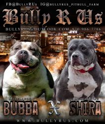 Mikelands Pocket Bully Puppies
